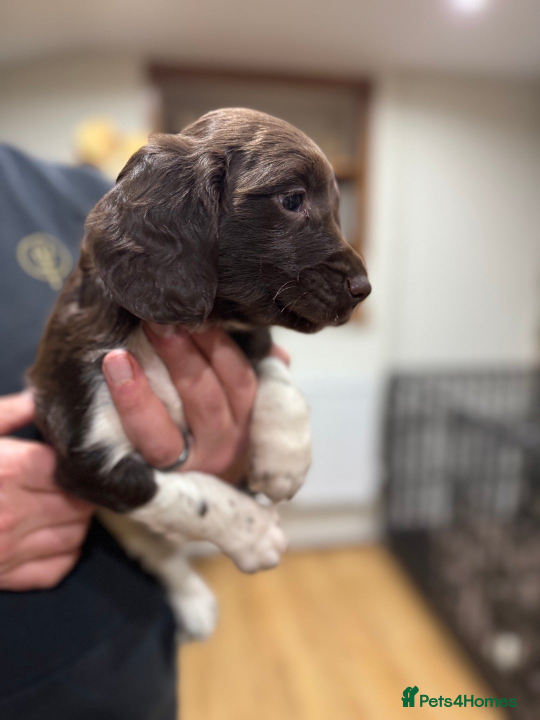 English Springer Spaniel dogs for sale: Hip/Elbow Scored and Health Tested, KC Springers  - Advert 3