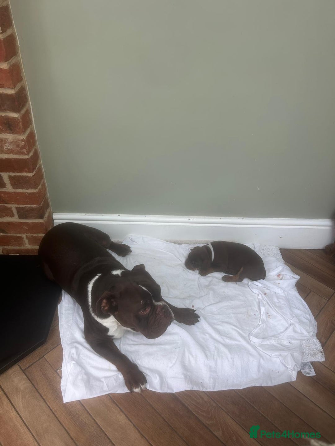 Olde English Bulldogge dogs for sale: Olde English Bulldog Puppies - Image 29