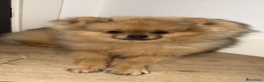 Pomeranian Puppy 1