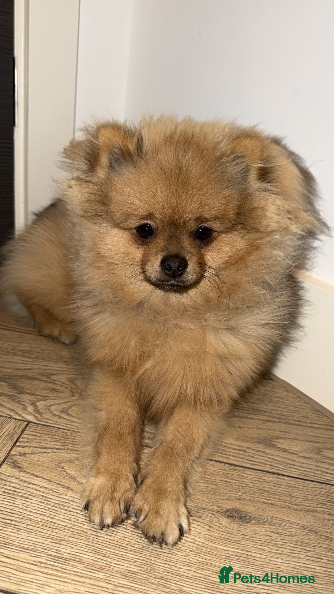Pomeranian dogs for sale: Pomeranian puppy  - Advert 3
