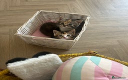 Mixed Breed cats for sale: Four mixed bread kittens  - Image 5