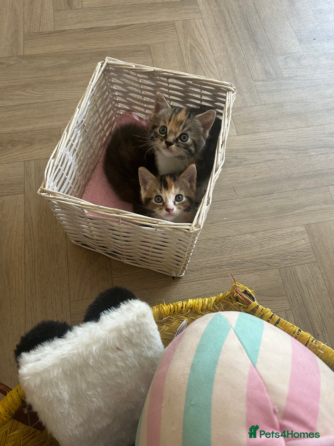 Mixed Breed cats for sale: Four mixed bread kittens  - Image 5