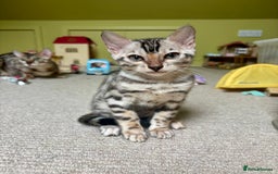 Bengal cats for sale: Female Bengal kitten available now - Image 1