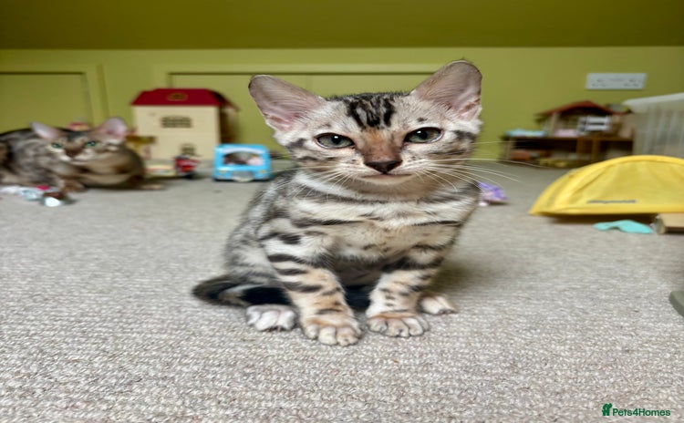 Bengal cats - Advert 7