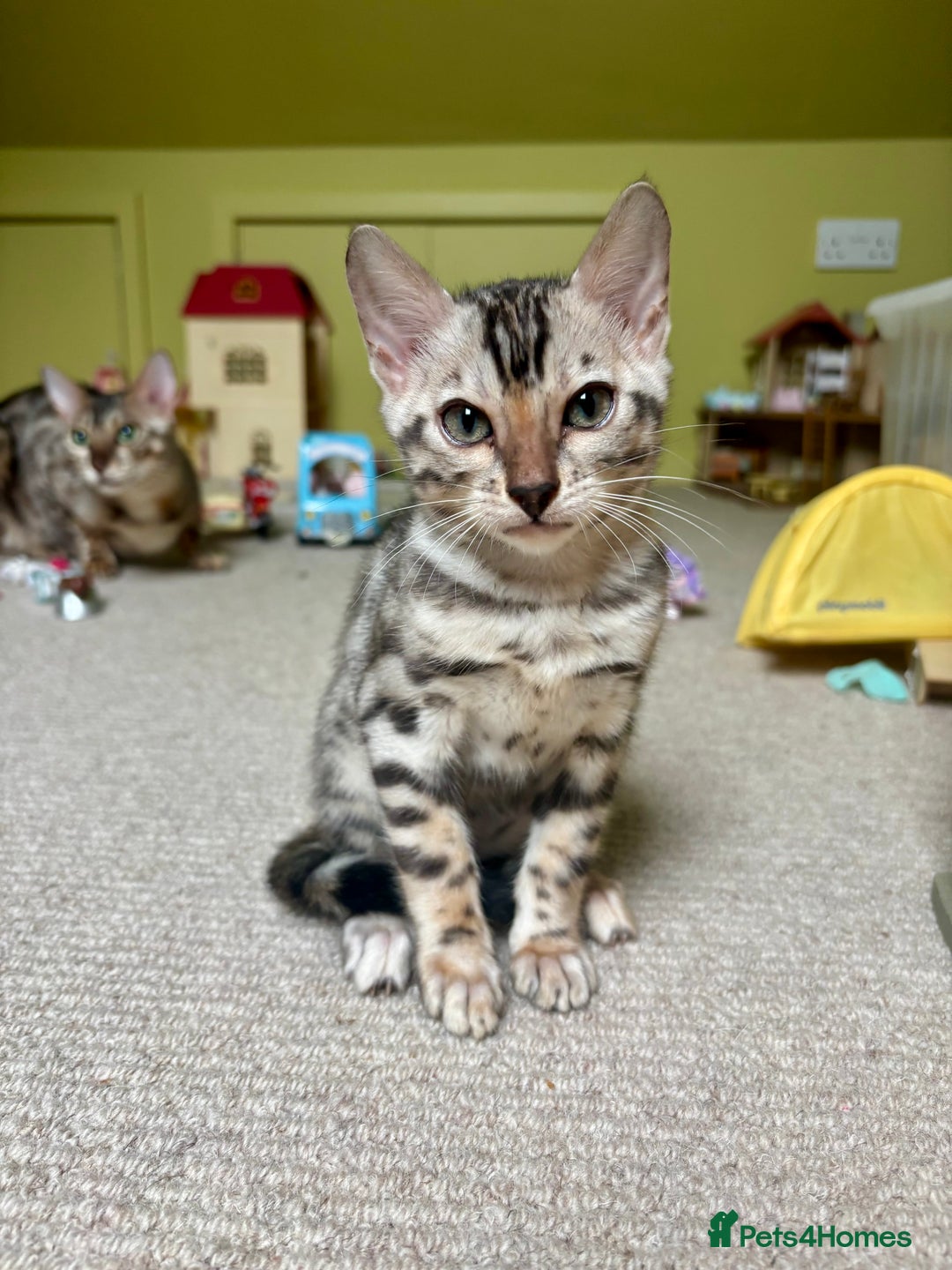 Bengal cats for sale: Female Bengal kitten available now - Image 1