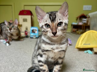 Bengal cats - Advert 7