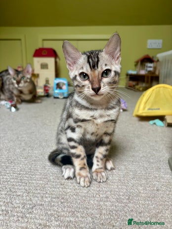 Bengal cats - Advert 4