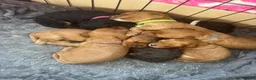 Cockapoo dogs for sale: 8 Beautiful F2 Cockapoos  - Advert 3