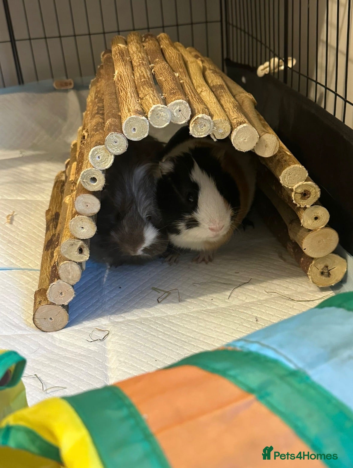 Guinea Pig rodents Free to a Good Home – Two Male Guinea Pigs - Advert 2