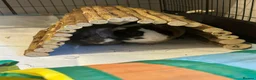 Guinea Pig rodents for sale: Free to a Good Home – Two Male Guinea Pigs - Advert 5