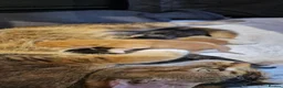 Ragdoll cats for sale: Ragdoll Cross tabby & ginger Kittens  - Advert 5