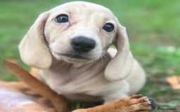 Miniature Dachshund dogs for sale: 🐶 Miniature Smooth Haired Dachshunds. KC REG. 🐶  - Image 26