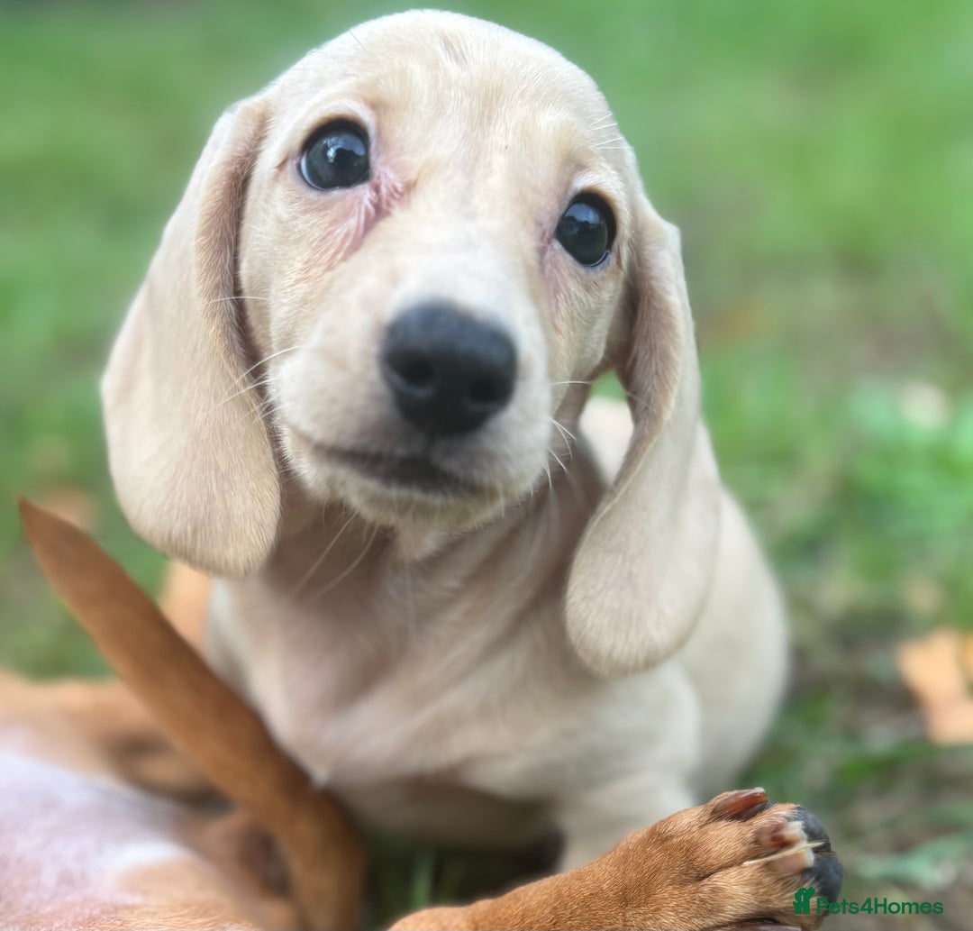 Miniature Dachshund dogs for sale: 🐶 Miniature Smooth Haired Dachshunds. KC REG. 🐶  - Image 26
