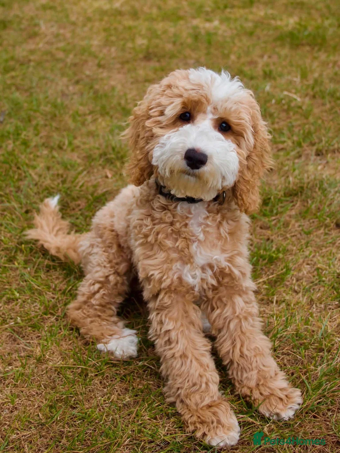 Cockapoo dogs for sale: Beautiful F1 puppies due Aug 15th!  - Advert 14