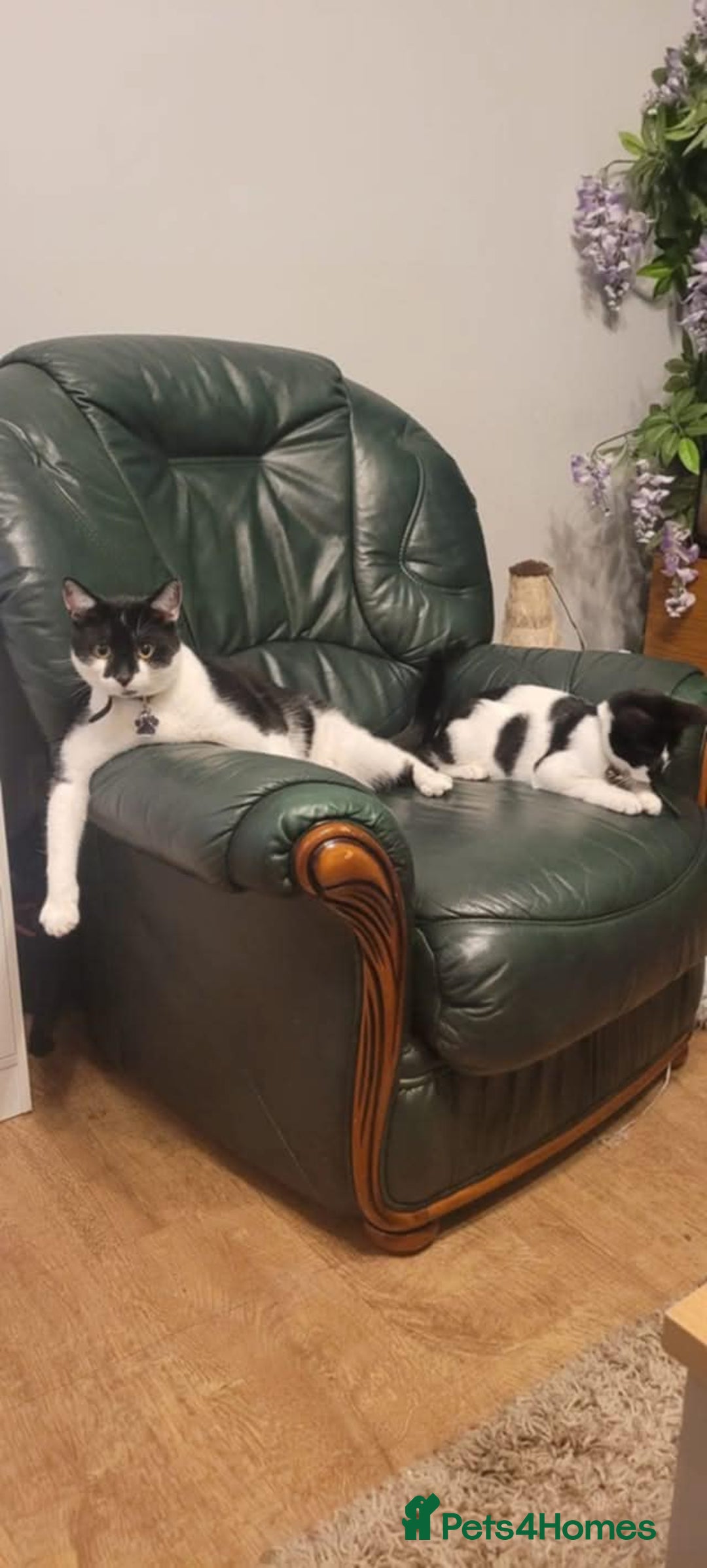 Mixed Breed cats for sale: Arcis friendly pet - Advert 1