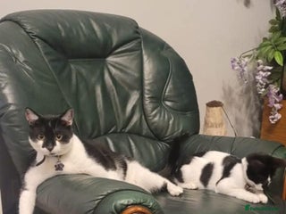 Mixed Breed cats Arcis friendly pet - Advert 1