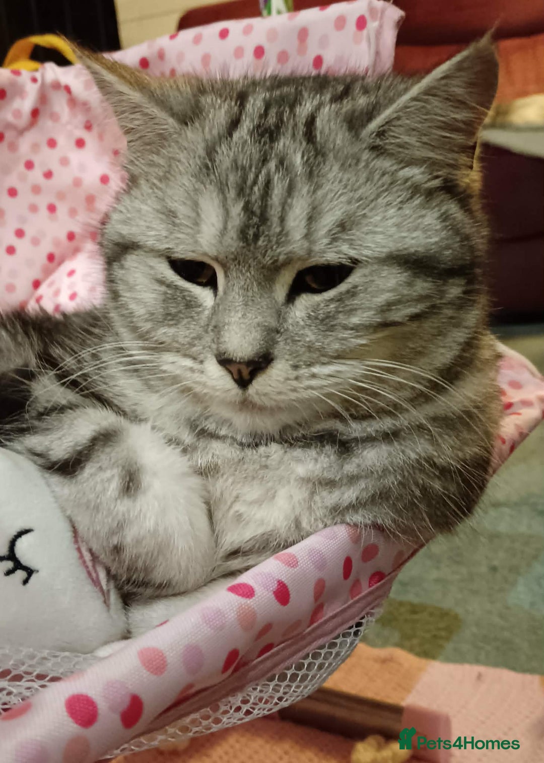 Mixed Breed cats for sale: Female silver tabby sisters - Advert 1