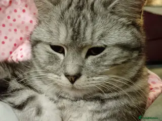 Mixed Breed cats Female silver tabby sisters - Advert 18