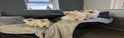 Ragdoll cats for sale: Stunning GCCF Ragdoll Kittens  in Clacton-on-Sea - Advert 6