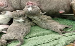 Staffordshire Bull Terrier dogs for sale: Stunning litter of Staffy Pups - Image 3