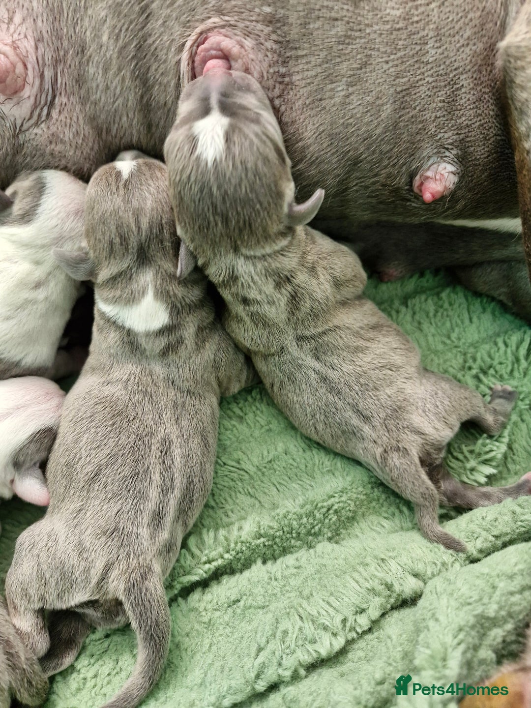 Staffordshire Bull Terrier dogs for sale: Stunning litter of Staffy Pups - Image 3