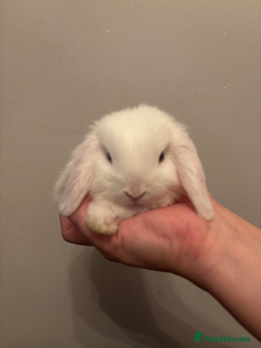 Dwarf Lop rabbits for sale: Baby rabbits  - Image 11