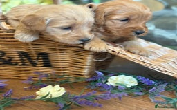 Mini Goldendoodle dogs for sale: Health tested Minature dark red/golden doodles  - Image 11