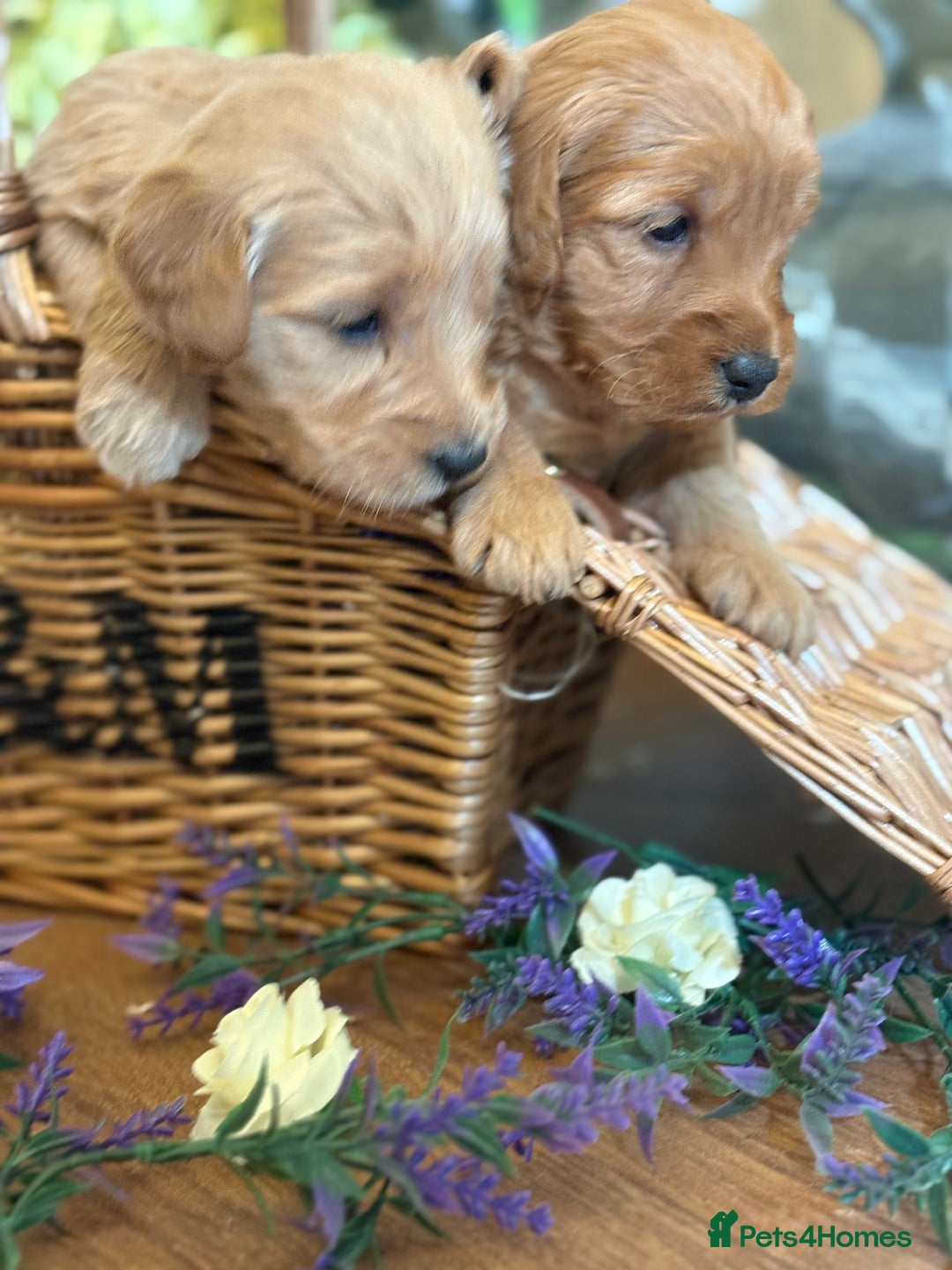 Mini Goldendoodle dogs for sale: Health tested Minature dark red/golden doodles  - Image 11