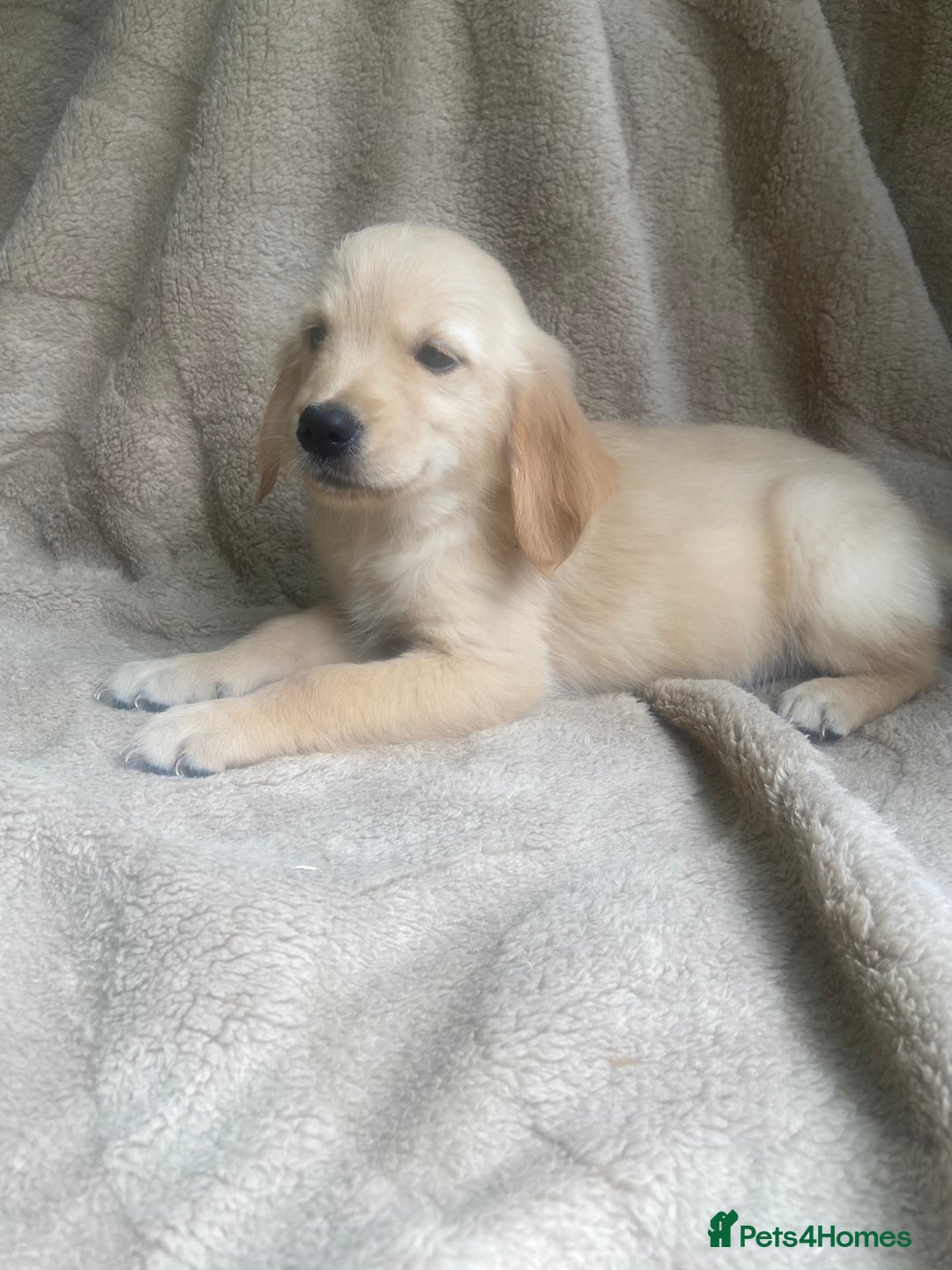 Golden Retriever dogs for sale: Golden retrievers - Image 9