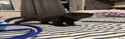 Scottish Fold cats for sale: ScottishFold and BSH kittens  - Advert 30