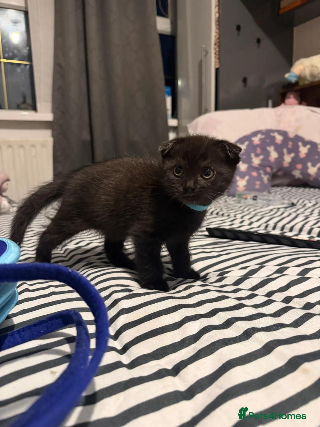 Scottish Fold cats for sale: ScottishFold and BSH kittens  - Advert 30