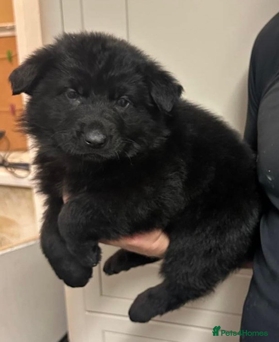 German Shepherd dogs for sale: Stunning German shepherd pups  - Image 11