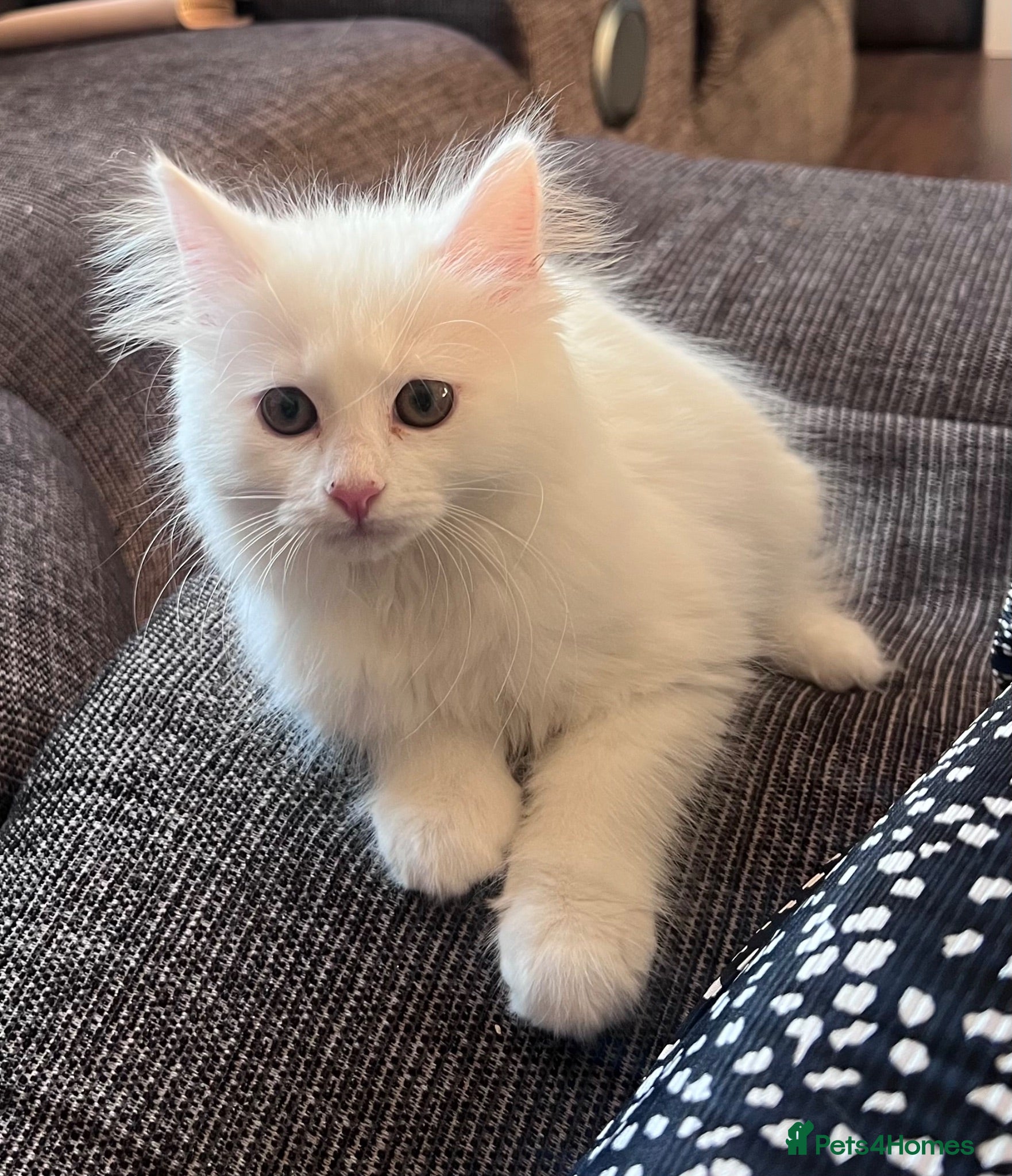 Mixed Breed cats Ragdoll cross kitten  - Advert 2