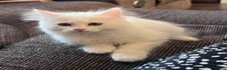 Mixed Breed cats for sale: Ragdoll cross kitten  - Advert 1