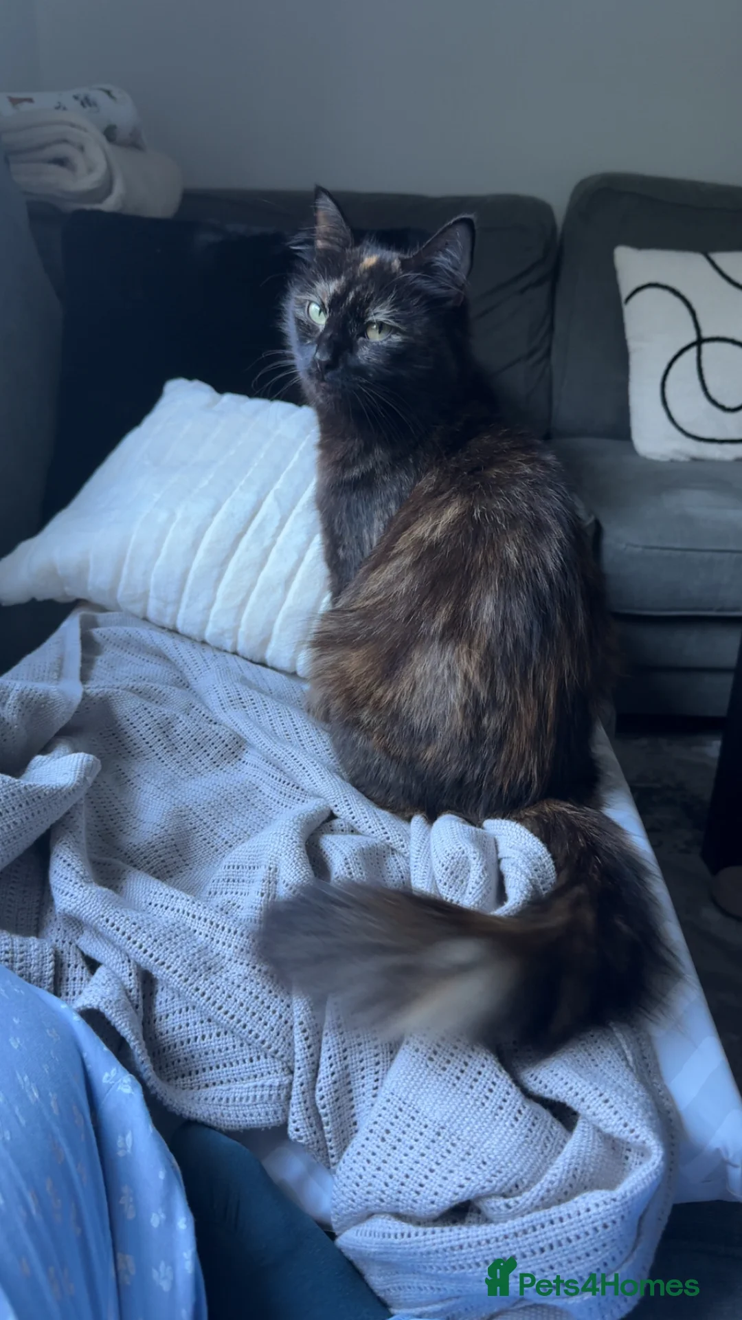 Ragdoll cats for sale: FREE 4 YEAR OLD RAGDOLL X PERSION CAT - Advert 4