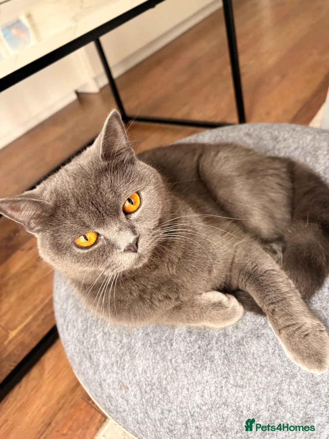 British Shorthair cats for sale: READY NOW ✨ British Shorthair Blue Kittens  - Advert 2