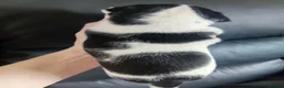 Jack Russell dogs for sale: Full pedigree jack russell pups  in Middlesbrough - Advert 19