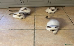 Ragdoll cats for sale: Ragdoll Kittens - Advert 8