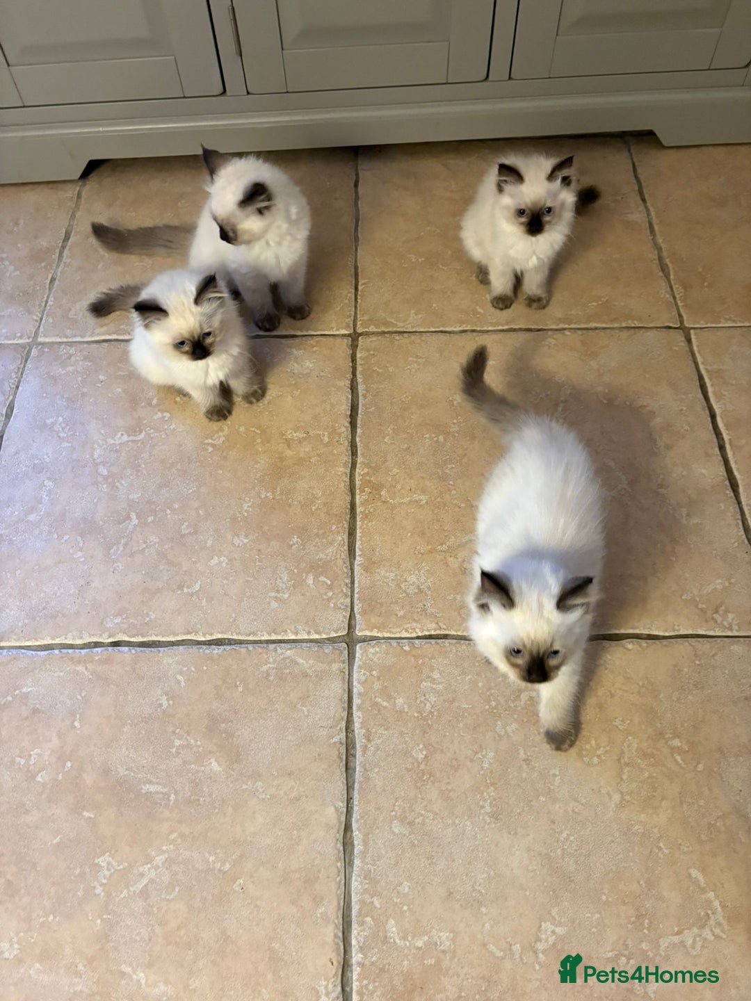 Ragdoll cats for sale: Ragdoll Kittens - Advert 8