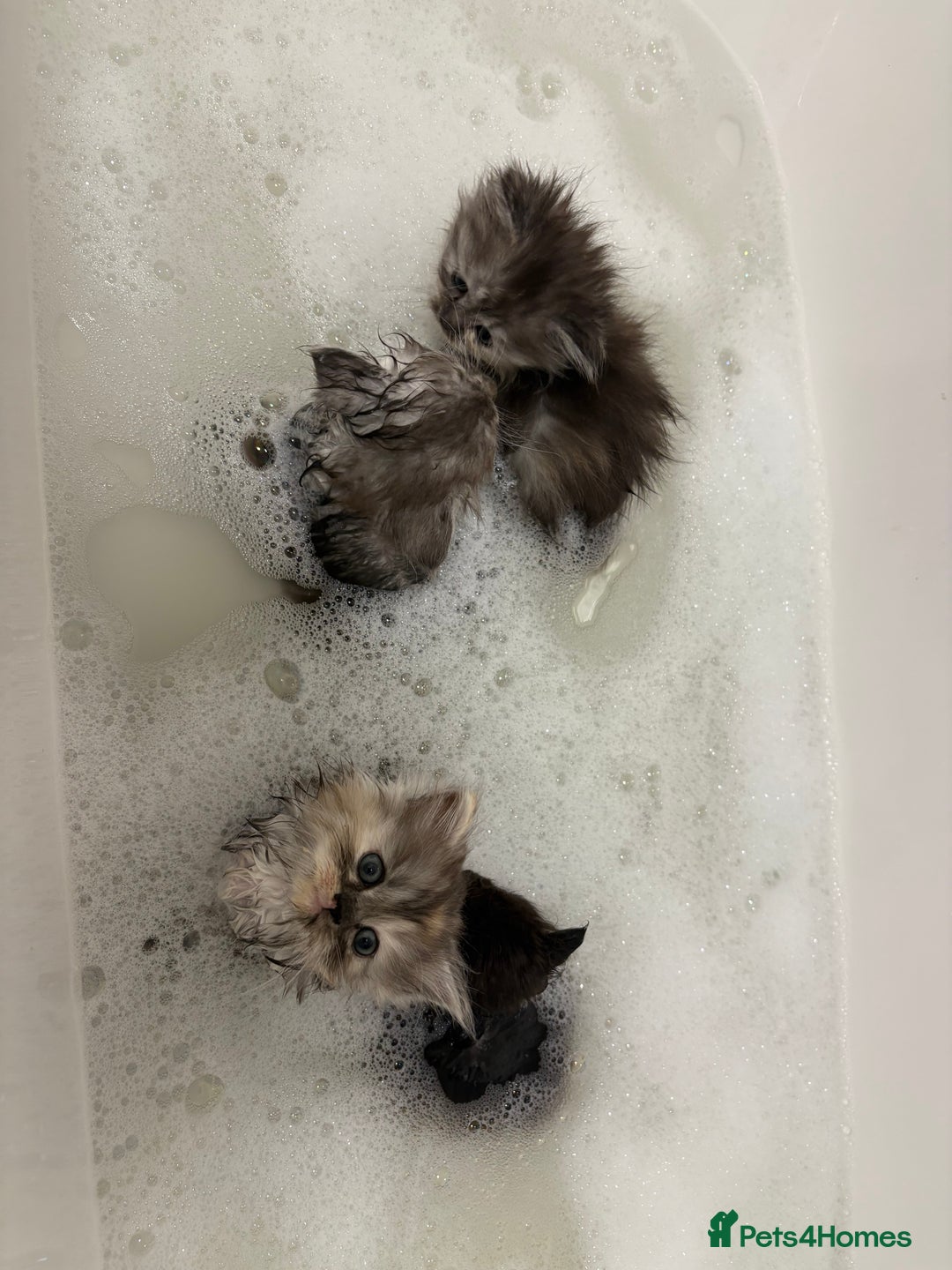 Munchkin cats for sale: Munchkin kittens  - Advert 13