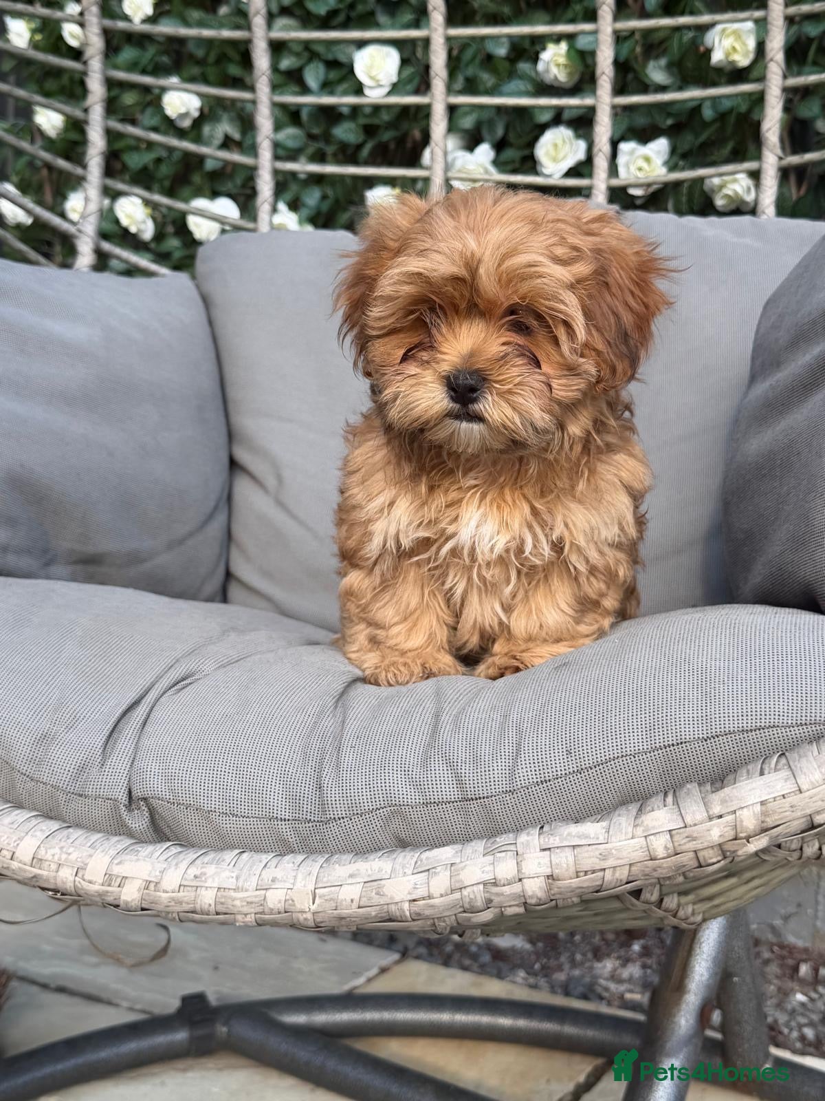 Shihpoo dogs Shihpoo Puppies  - Advert 3
