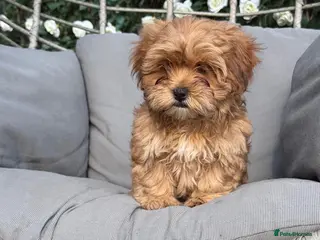 Shihpoo dogs Shihpoo Puppies - Advert 3