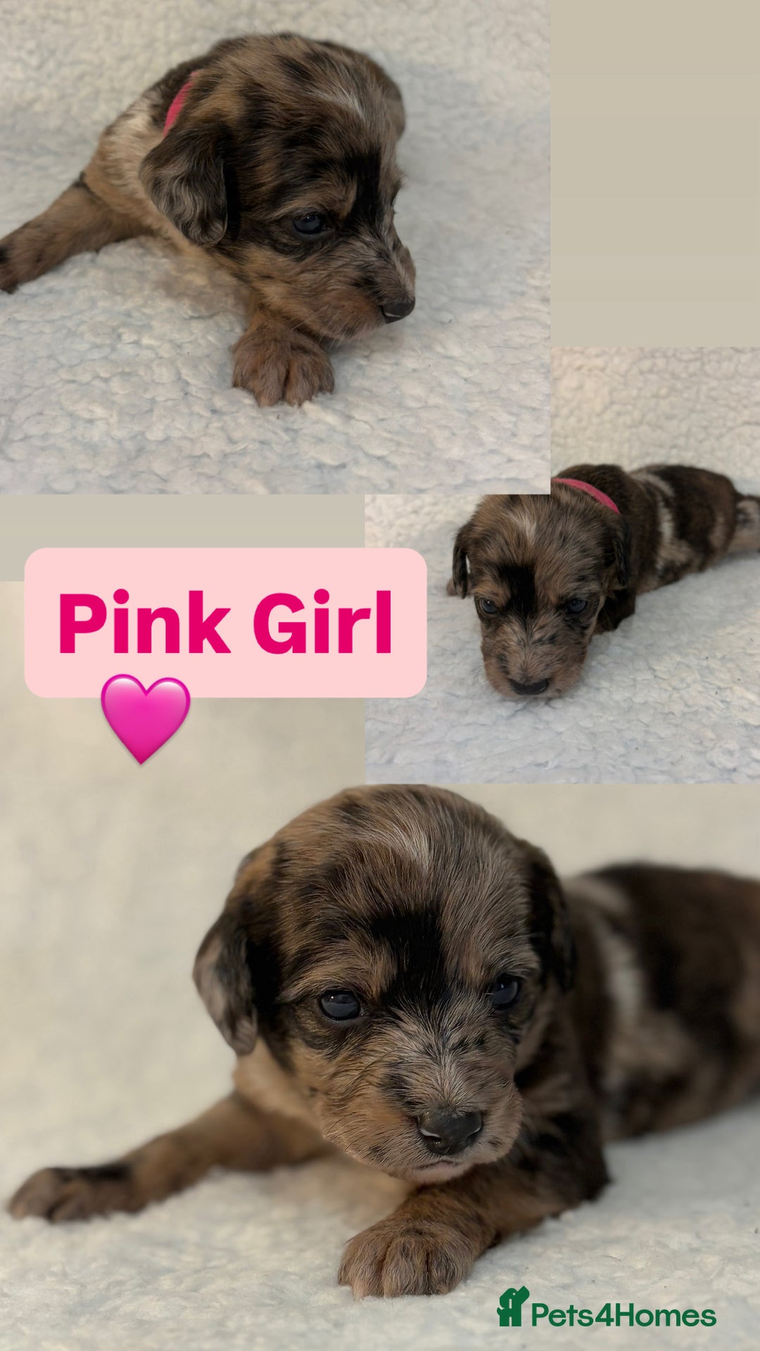 Mixed Breed dogs for sale: Mixed breed poodle puppies for sale  - Advert 5