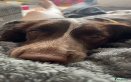 Sprocker dogs for sale: Sprocker for rehoming  - Image 2