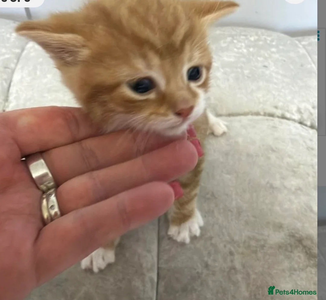 Mixed Breed cats for sale: British short hair cross kitten one ginger male  in Wigan - Advert 1