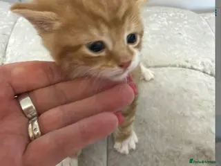 Mixed Breed cats British short hair cross kitten one ginger male - Advert 1