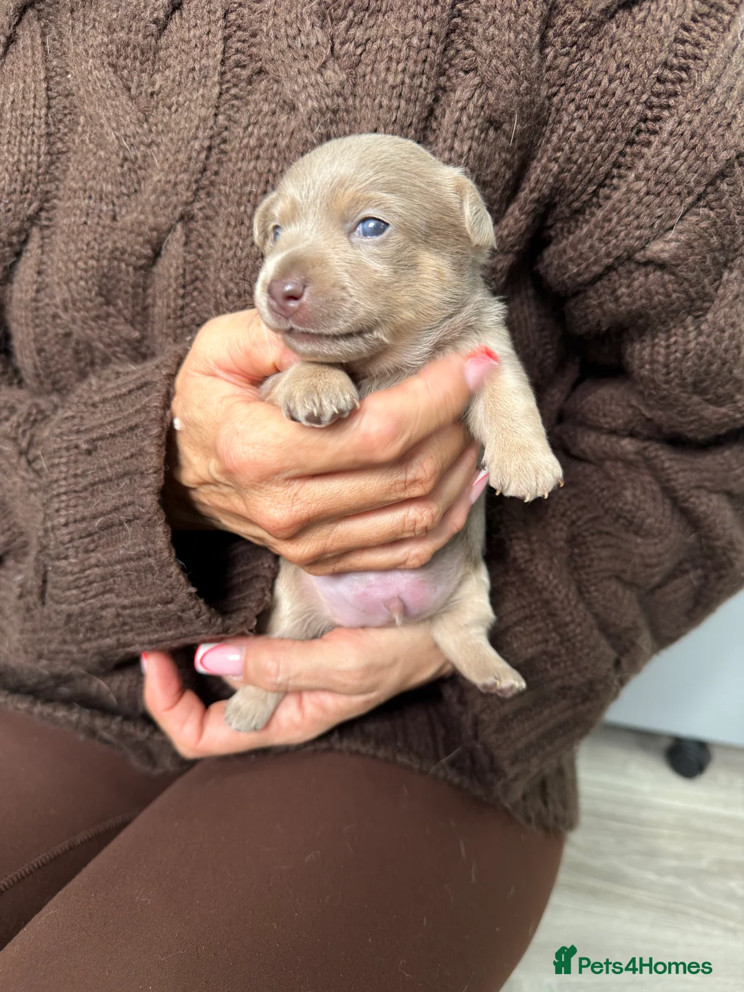 Jack Russell dogs for sale: Jack Russell Puppies in Weston-super-Mare - Advert 2