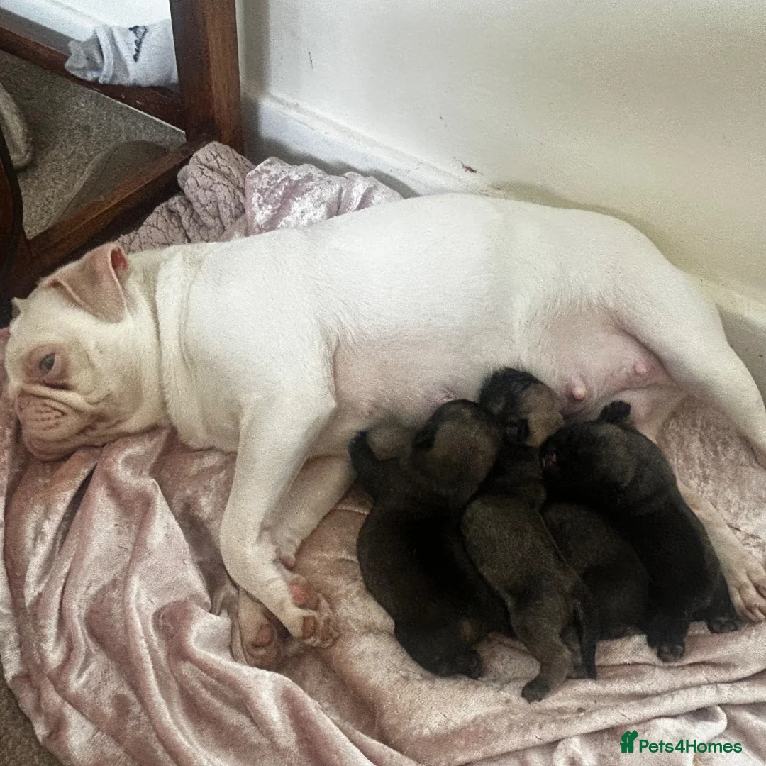 Pug dogs for sale: Miniature pug for sale  - Advert 2