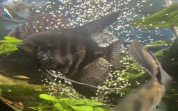 Angelfish fish for sale: Young Angel Fish - Image 9