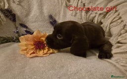 Cocker Spaniel dogs for sale: Exceptional KC Reg Working Cocker Spaniel Puppies - Image 9
